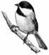 Black Cap Chickadee